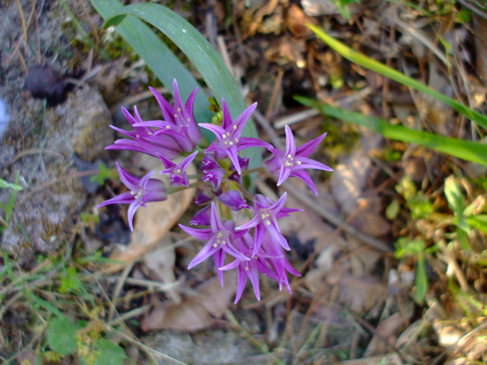 Allium falcifolium